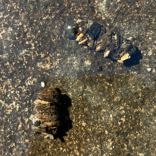 iNaturalist observation photo of Summer Flier Sedges