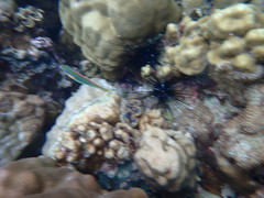 Stethojulis trilineata