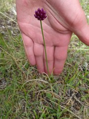 Allium rotundum