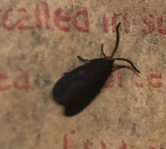 Acoloithus falsarius