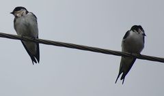 Hirundo aethiopica
