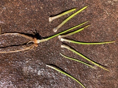Isoetes bolanderi