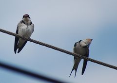 Hirundo aethiopica