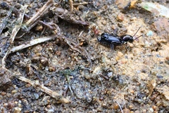Tridactylidae