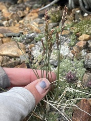 Poa glauca