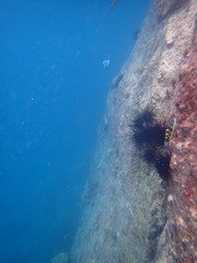 Thalassoma jansenii