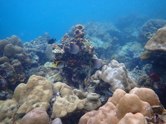 Chaetodon triangulum