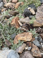 Podistera nevadensis