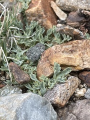 Podistera nevadensis