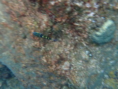 Thalassoma jansenii