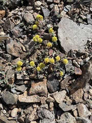 Eriogonum rosense