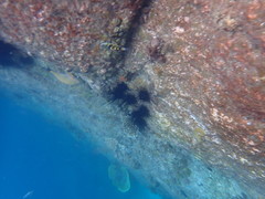 Thalassoma jansenii