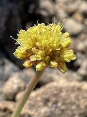 Eriogonum rosense