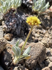 Eriogonum rosense