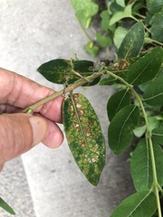 Phyllosticta apocyni