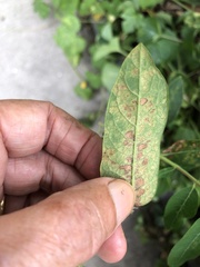 Phyllosticta apocyni