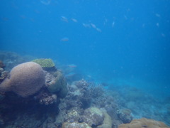 Caesio caerulaurea