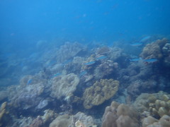 Caesio caerulaurea
