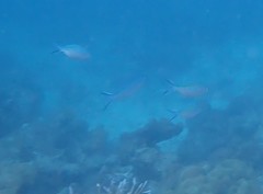 Caesio caerulaurea