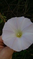 Calystegia sepium roseata x Silvatica disjuncta