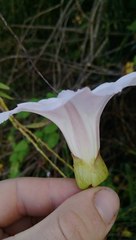 Calystegia sepium roseata x Silvatica disjuncta