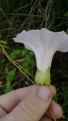 Calystegia sepium roseata x Silvatica disjuncta
