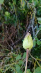 Calystegia sepium roseata x Silvatica disjuncta