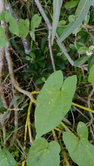 Calystegia sepium roseata x Silvatica disjuncta