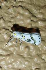 Philtraea elegantaria