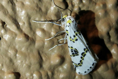 Philtraea elegantaria