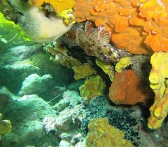 Bovichtus angustifrons