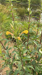 Oenothera rubricaulis