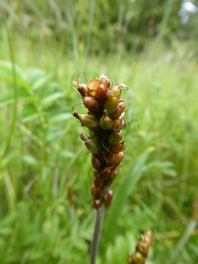 Plantago macrocarpa
