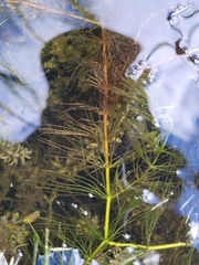 Ceratophyllum demersum