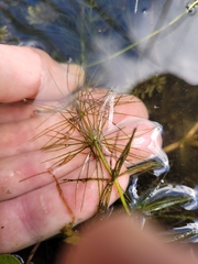 Ceratophyllum demersum