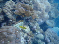Chaetodon andamanensis