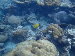 Chaetodon andamanensis