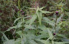Cirsium helenioides