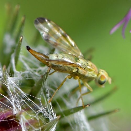 Terellia plagiata · iNaturalist Chile