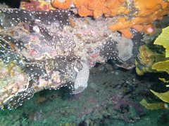 Leptoclinides imperfectus