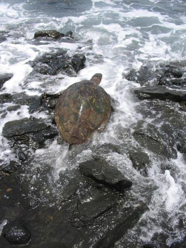 Hawksbill Turtle