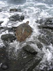 Hawksbill Turtle