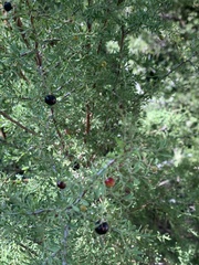 Condalia warnockii