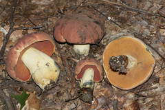 Boletus subluridellus