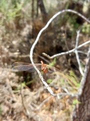 Sympetrum meridionale