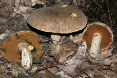 Boletus vermiculosus