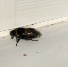 Bombus ruderatus