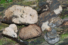 Steccherinum nitidum