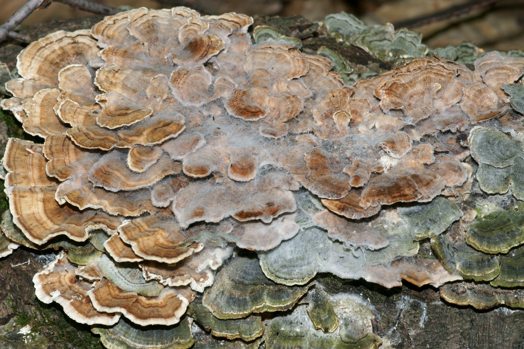 Hypomyces polyporinus