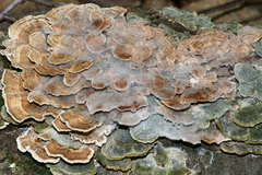 Hypomyces polyporinus